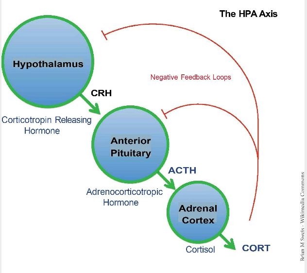 HPA Axis